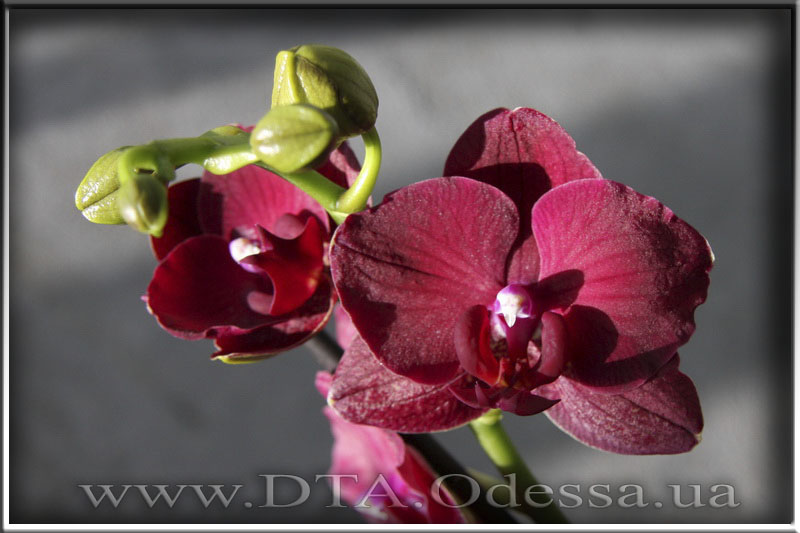 Phalaenopsis 'Indiana'