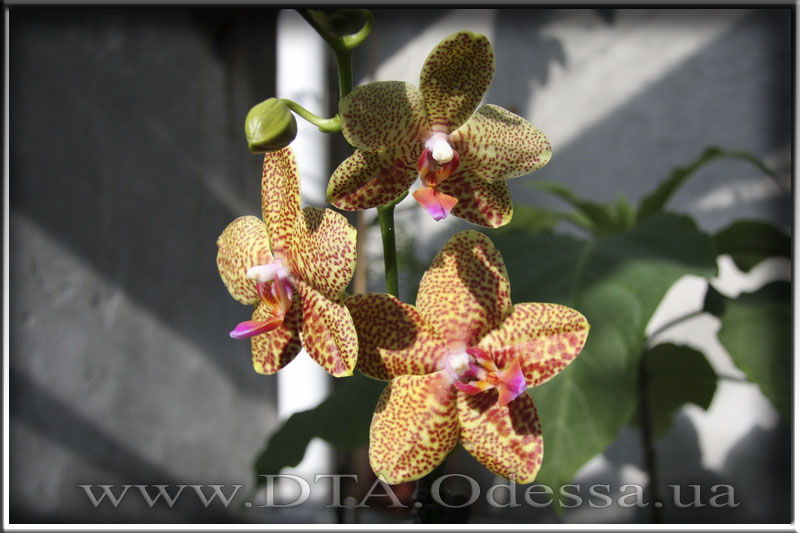 Phalaenopsis 'Unknown Hibrid'