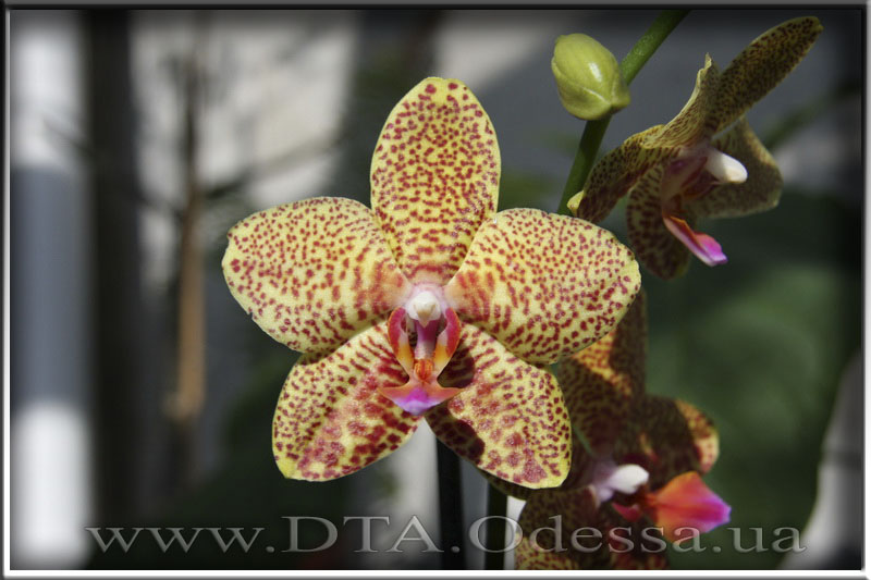 Phalaenopsis 'Unknown Hibrid'