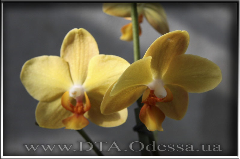 Phalaenopsis Little Emperors ‘Orange’ 