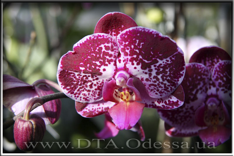 Phalaenopsis 'Elegant Julia'