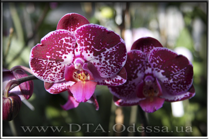 Phalaenopsis 'Elegant Julia'