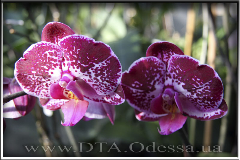 Phalaenopsis 'Elegant Julia'