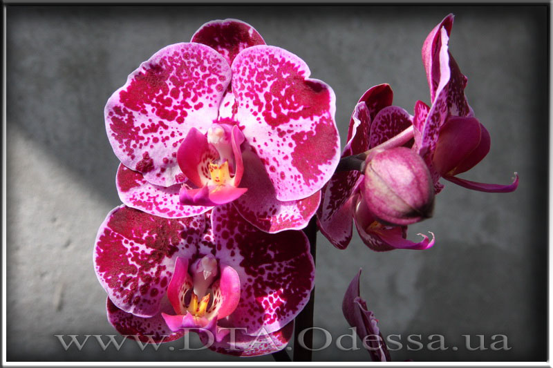 Phalaenopsis 'Elegant Julia'