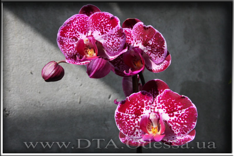 Phalaenopsis 'Elegant Julia'