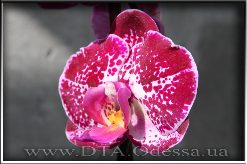 Phalaenopsis 'Elegant Julia'