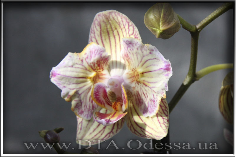 Phalaenopsis 'Unknown Hibrid'