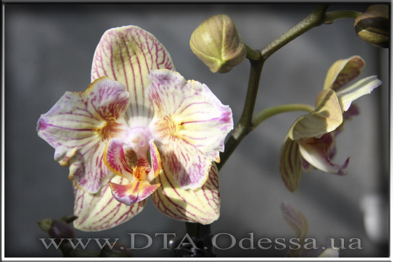 Phalaenopsis 'Unknown Hibrid'