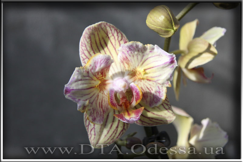 Phalaenopsis 'Unknown Hibrid'