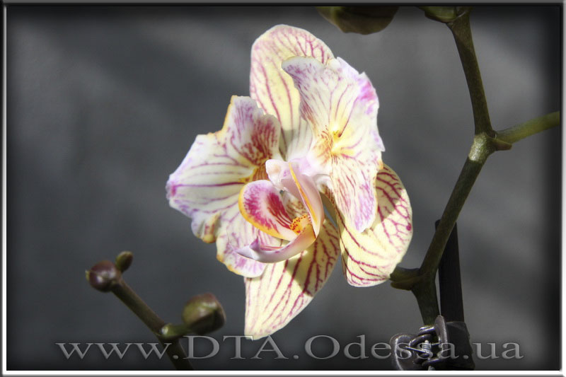 Phalaenopsis 'Unknown Hibrid'