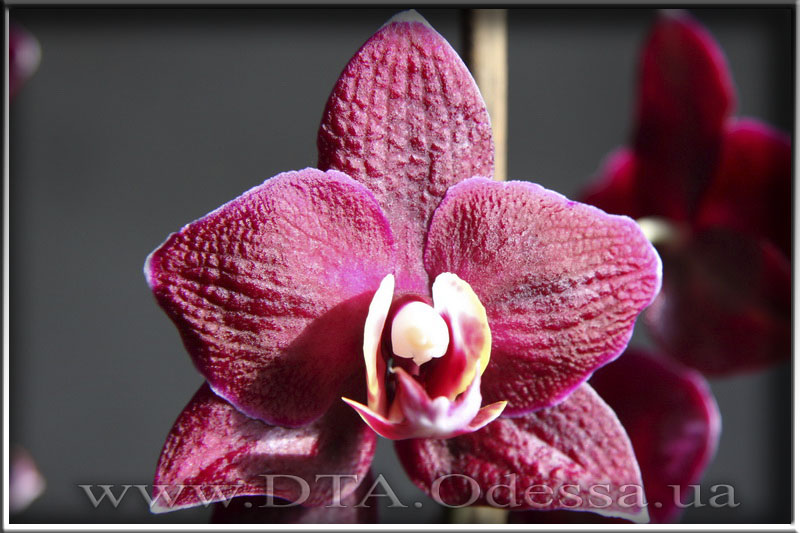 Phalaenopsis, I-Hsin 'Black Jack'