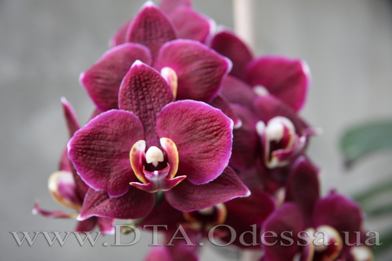 Phalaenopsis, I-Hsin 'Black Jack'