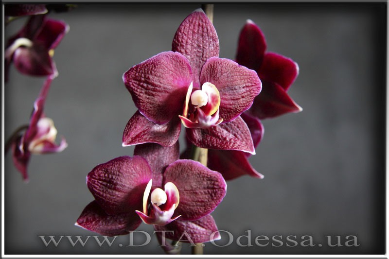 Phalaenopsis, I-Hsin 'Black Jack'