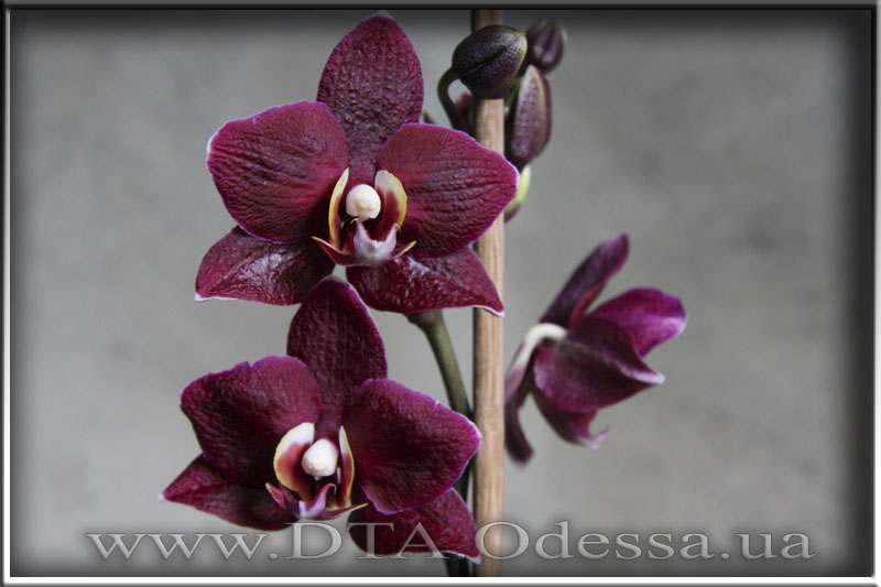 Phalaenopsis, I-Hsin 'Black Jack'