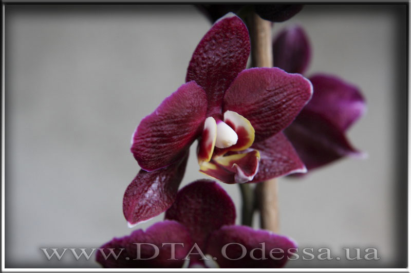 Phalaenopsis, I-Hsin 'Black Jack'