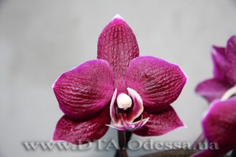 Phalaenopsis, I-Hsin 'Black Jack'