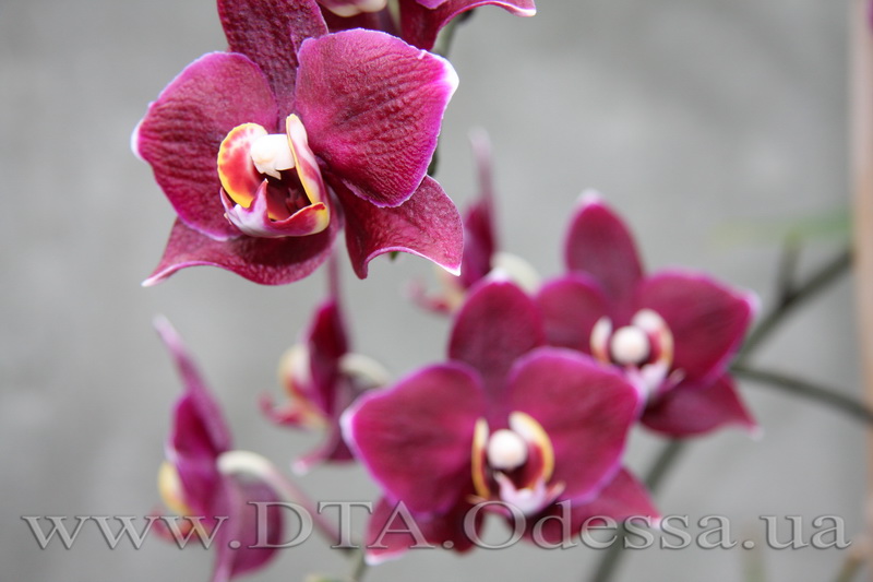 Phalaenopsis, I-Hsin 'Black Jack'