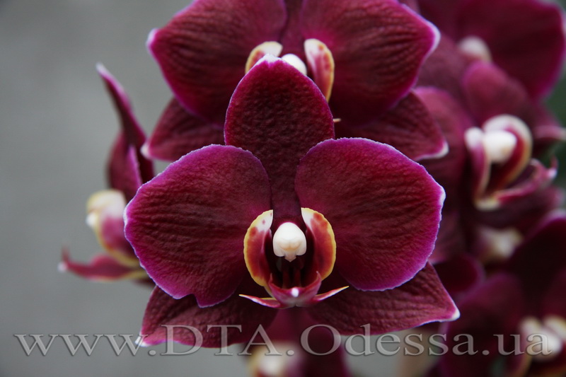 Phalaenopsis, I-Hsin 'Black Jack'