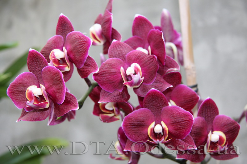 Phalaenopsis, I-Hsin 'Black Jack'