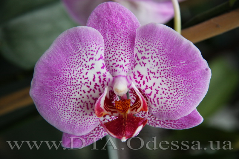 Phalaenopsis, Unknown Hibrid