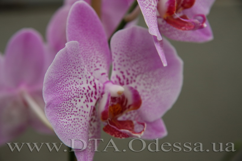 Phalaenopsis, Unknown Hibrid