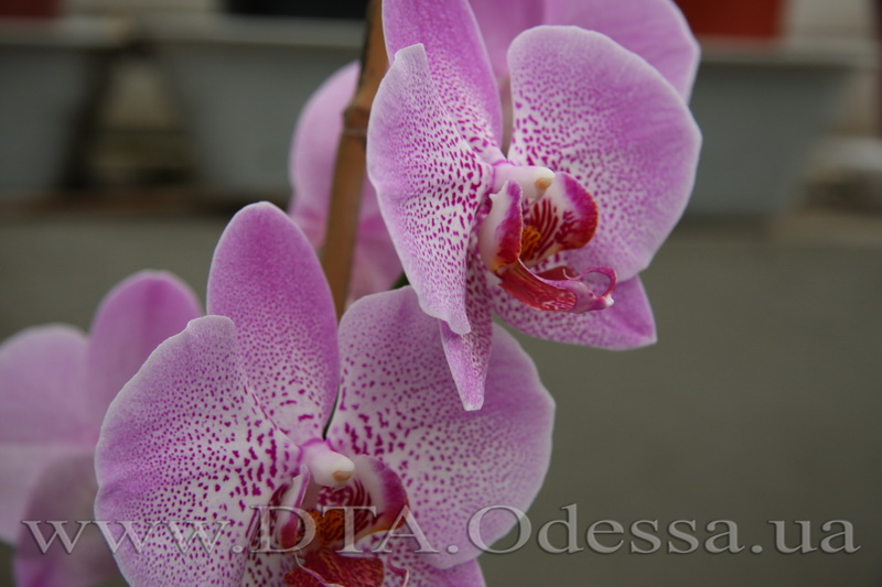 Phalaenopsis, Unknown Hibrid