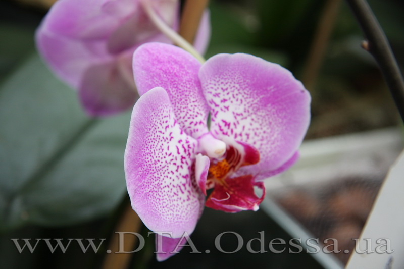 Phalaenopsis, Unknown Hibrid