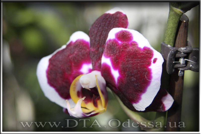 Phalaenopsis 'Selena Black'