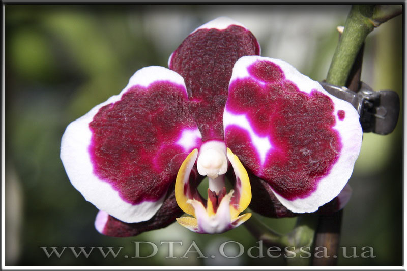 Phalaenopsis 'Selena Black'