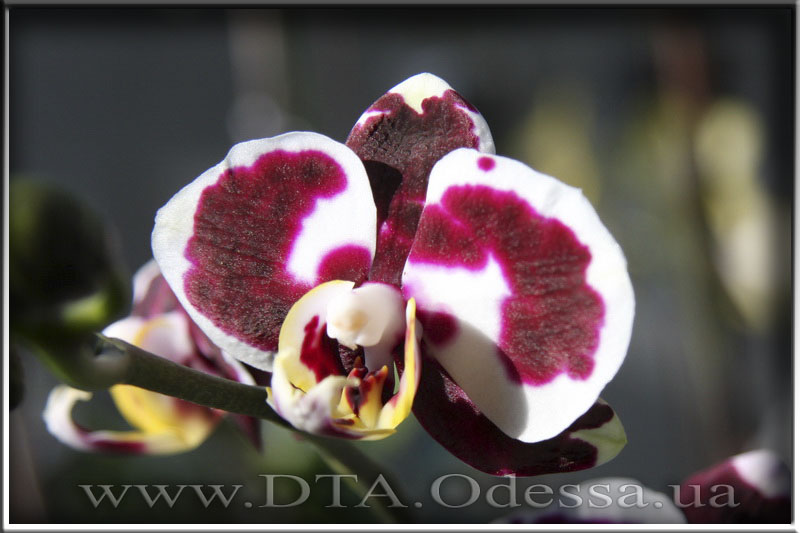 Phalaenopsis 'Selena Black'