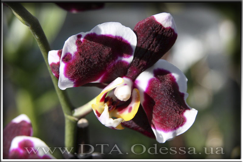 Phalaenopsis 'Selena Black'