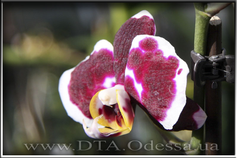 Phalaenopsis 'Selena Black'