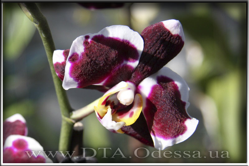 Phalaenopsis 'Selena Black'