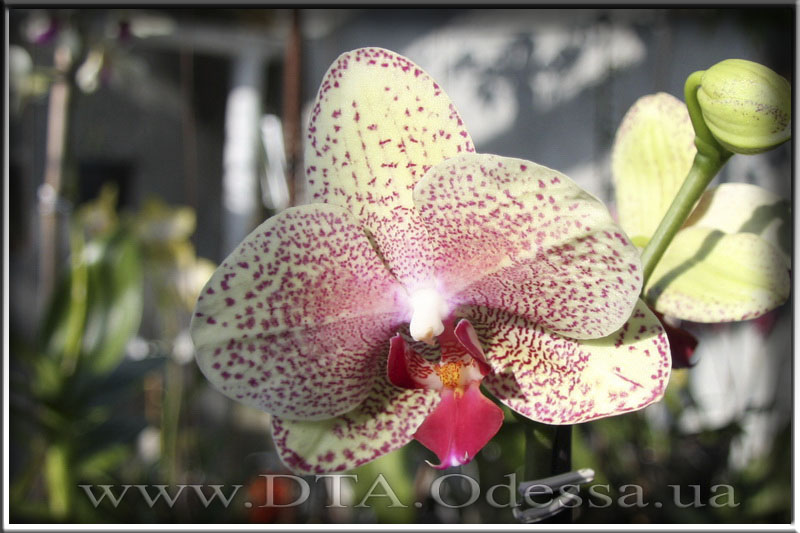 Phalaenopsis 'Unknown Hibrid'