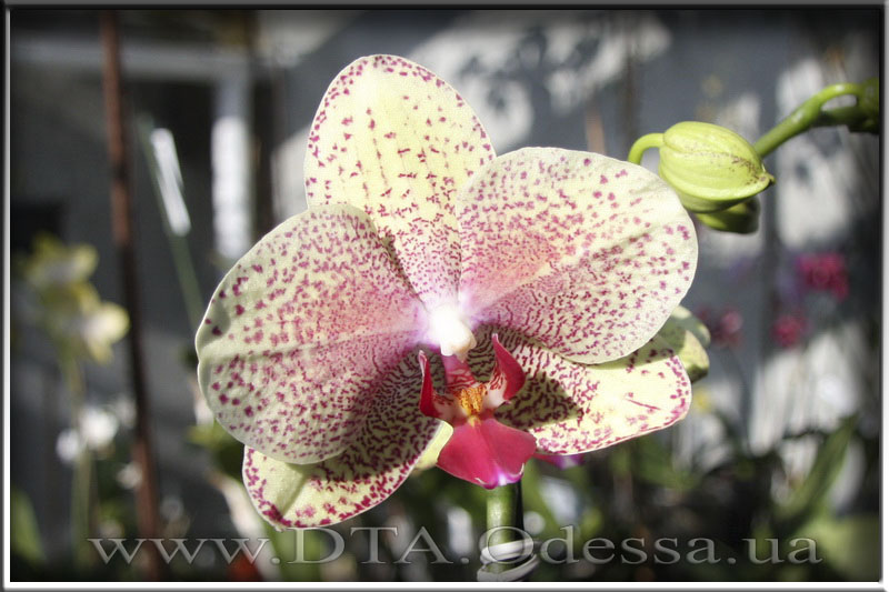 Phalaenopsis 'Unknown Hibrid'