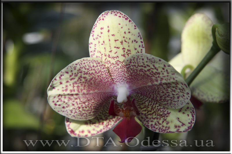 Phalaenopsis 'Unknown Hibrid'