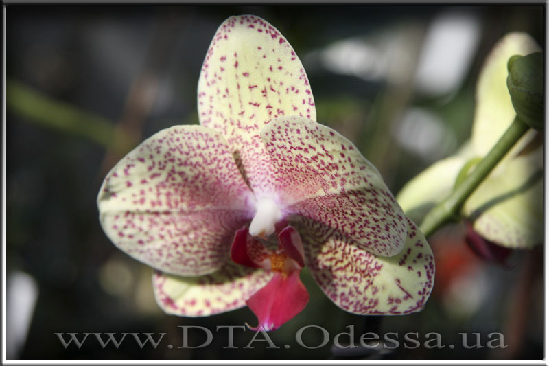 Phalaenopsis 'Unknown Hibrid'