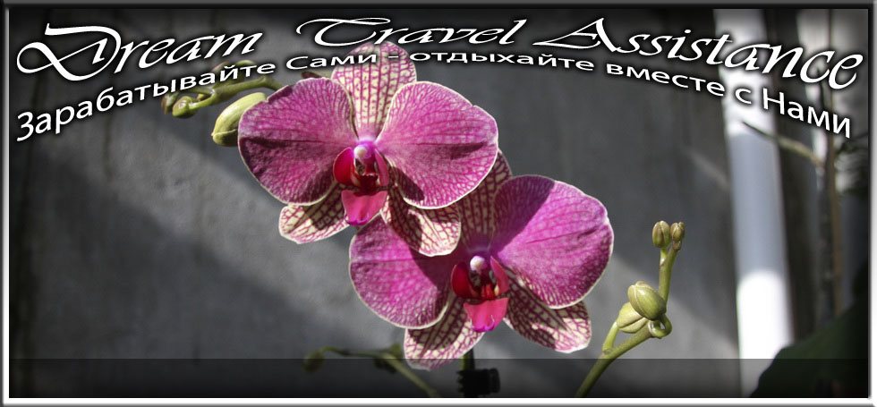 Phalaenopsis, Phalaenopsis 