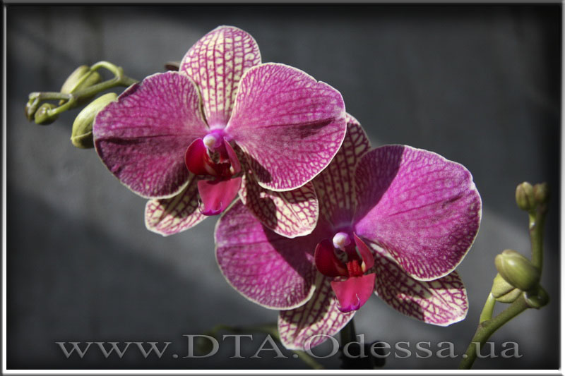 Phalaenopsis 'Unknown Hibrid'