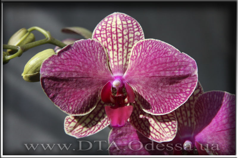 Phalaenopsis 'Unknown Hibrid'