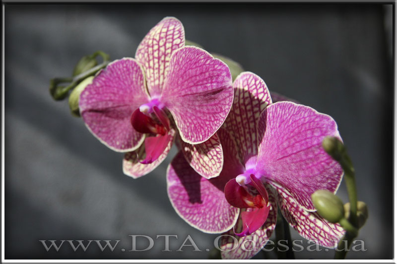 Phalaenopsis 'Unknown Hibrid'