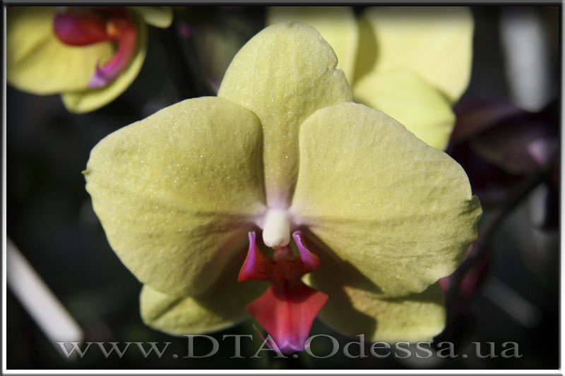 Phalaenopsis 'Unknown Hibrid'