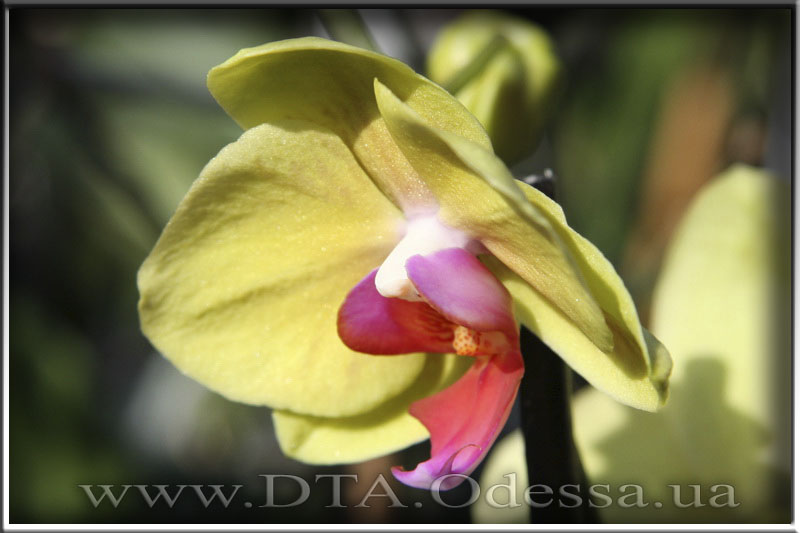 Phalaenopsis 'Unknown Hibrid'