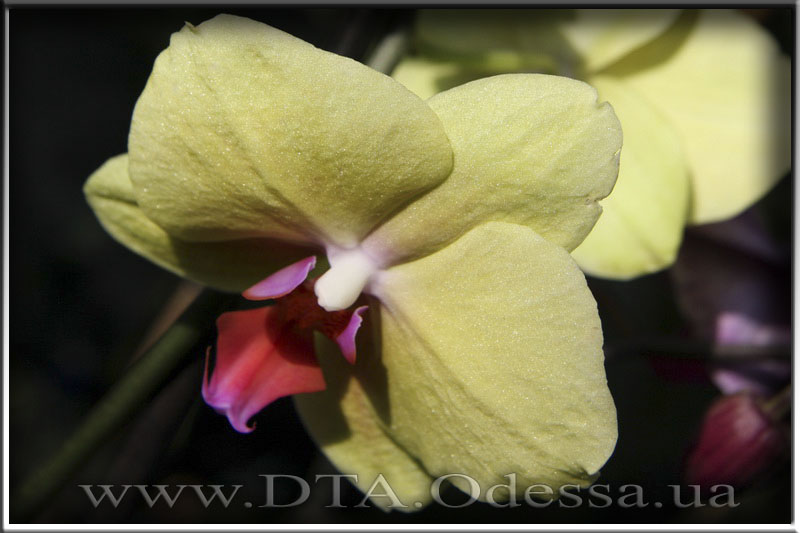 Phalaenopsis 'Unknown Hibrid'