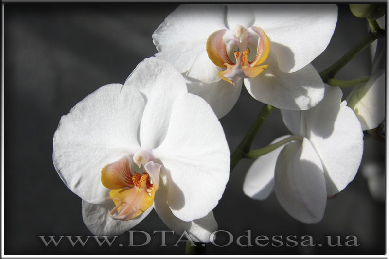 Phalaenopsis 'Unknown Hibrid'