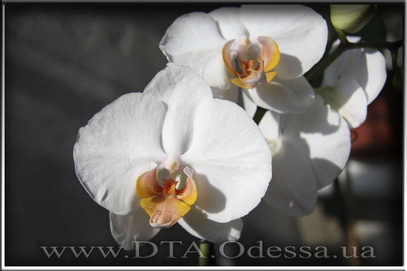 Phalaenopsis 'Unknown Hibrid'