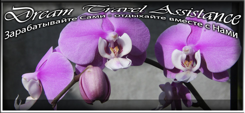 Phalaenopsis, Phalaenopsis 