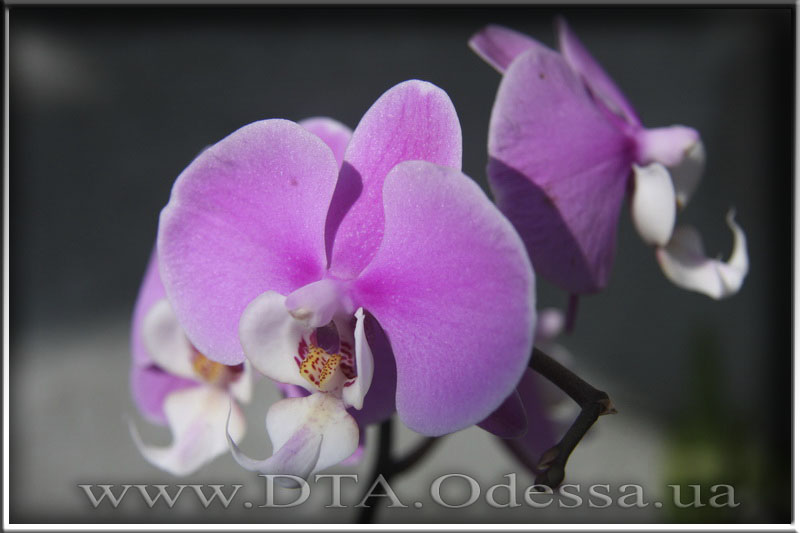 Phalaenopsis 'Hilo lip'