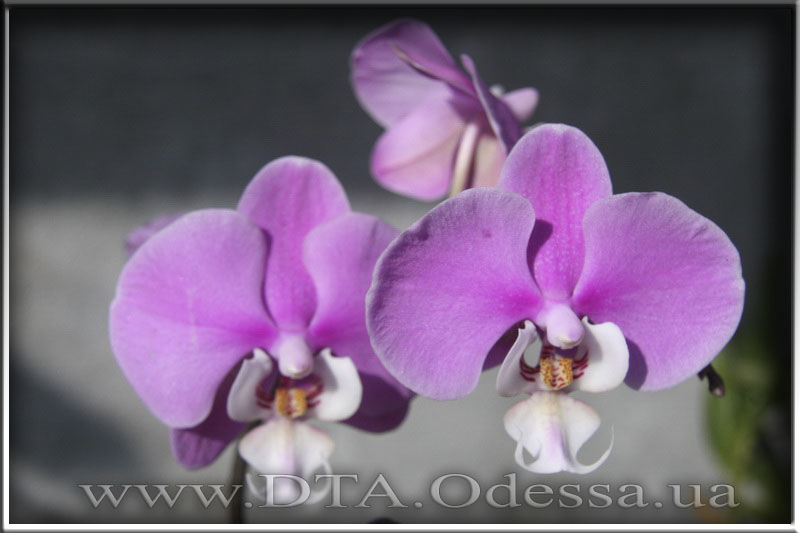 Phalaenopsis 'Hilo lip'