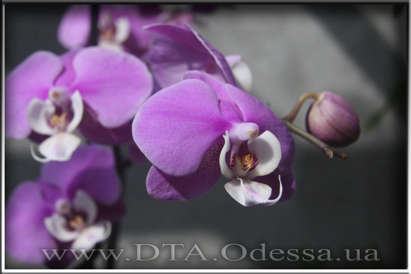Phalaenopsis 'Hilo lip'